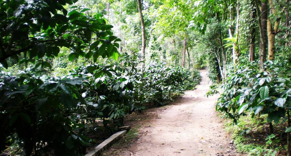 Forest Homestay - Maradi, Chikmaglur 3